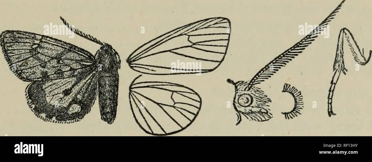 . Catalogue of the Lepidoptera Phalænæ in the British Museum. British Museum (Natural History). Dept. of Zoology; Moths; Lepidoptera. LEPTARCTIA. 221 Leptarctia stretchii, Butl. A. M. N. H. (5) viii. p. 312 (1881) ; French, Can. Ent. xxi. p. 222, f. 12; id. Ann. Soc. Ent. Fr. (6) ix. p. 495, pi. 9. f. 1; Kirbj, Cat. Het. p. 275. Leptarctia fulvofasciata, Butl. A. M. N. H. (5) viii. p. 313 (1884); French, Can. Ent. xxi. p. 223, f. 17 ; id. Ann. Soc. Ent. Fr. (6) ix. p. 497, pi. 9. f. 6; Kirby, Cat. Het. p. 270. Leptarctia hoisduvalii, Butl. A. M.N. H. (5) viii. p. 313 (1881); French, Can. Ent.  Stock Photo