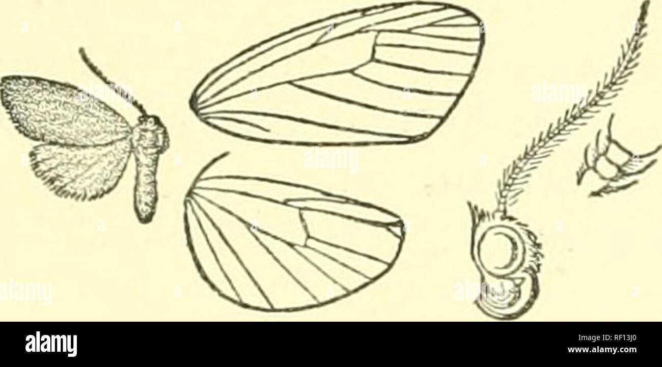 . Catalogue of Lepidoptera Phalaenae in the British Museum. Moths. Fig. 334. —Neasura apicalis, r^.. Fig. 335.—Neasura hi/popkmola, i^. {. Hind wing paler except towards termen. Underside of fore wing fuscous except the margins, the basal third of costa fuscous. Ilab. Sangir (Doherti/), 2 cj', type. Exj). 20 millim. Genus ZYG^NOSIA, nom. nov. Type. Zijganopsis, Swinb. Cat. Het. Mus. Oxon. p. 61 (1892), nee Feld. Lep. 1874 fusclmarginalis. Proboscis fully developed ; palpi porrect, minute ; frons clothed with rough hair; antennae of male bipectinate, with moderate branches ; hind tibifc with th Stock Photo