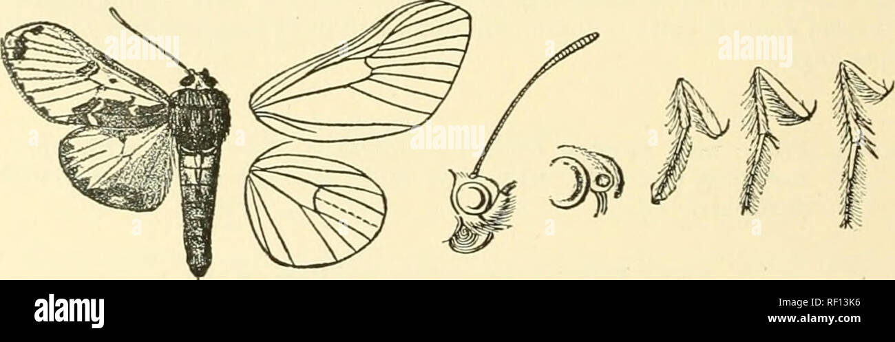 . Catalogue of Lepidoptera Phalaenae in the British Museum. Moths. Fig. 270.—Kitsehii-rojJtems valkeri, (^. . terminal band with sinuous inner edge; a yeUow spot on termen above tornus. Hah. Chili, Valparaiso {J. J. Wallvr), 1 J , 1 2 type. Ea-j). 30 millim. Sect. II. Froiis with truncate conical prominence with raised rim at extremity, its lower edge produced to a slight point. Fore wing of male with vein 7 from the ureole, 8 from end of areole; 10 not anastomosing with 11. A. Fore wing with oblique discoidal spot; hind wing with the terminal band rather narrow pocyi. B. Fore wing with the d Stock Photo