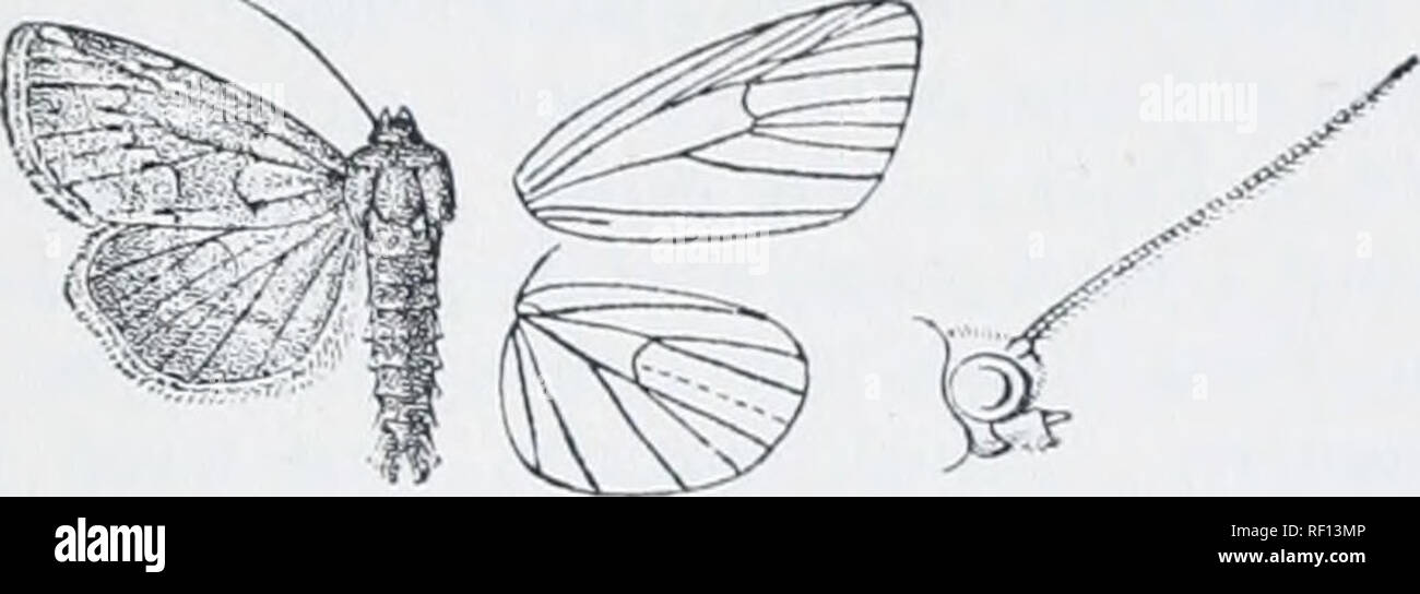 . Catalogue of Lepidoptera Phalaenae in the British Museum. Moths. rKTlI.AMPA. 41') Acosmetia morrisii, ilorris, 'Xatui-al. ii. p. 88 (1837j ; Huiiiphrey k West- wood, Brit. Moths, i. p. 'lb, pi. LA. t. ll&gt;. c^ . Head and thorax rufous, mixed with whitish; palpi fuscou.s, pale at tips ; auteunse fuscous ; logs fuscous, the tarsi ringed with whitish ; abdomen pale rufous dorsally tinged with brown. Foro wing whitish suffused with pale rufous, the postniedial area except towards costa and the terminal area rather whiter ; antemcdial line indistinct, dark, waved, angled inwards to black point Stock Photo