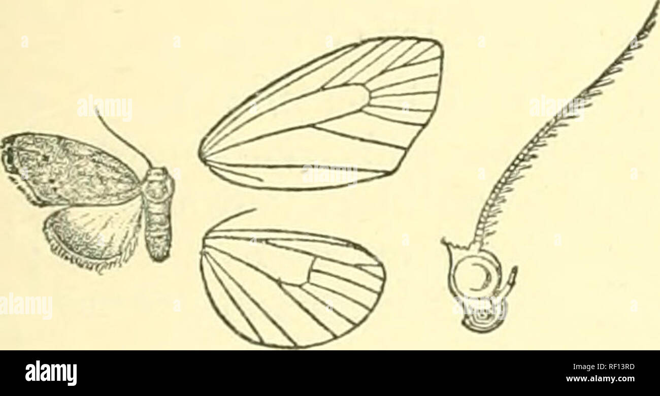 . Catalogue of Lepidoptera Phalaenae in the British Museum. Moths. CLEJIENSIA. 403 then strongly dentate, with black points on the veins and with three fine black streaks beyond it above vein 5 ; a punctiform subterminal white line bent inwards to costa ; cilia yellowish, dark at apex, middle, and tornus. Hind wing fuscous brown; the underside whitish, with discoidal spot and obscure curved post- medial and subterminal lines. Hah. Guatemala, Las Mercedes {Champion), 1 S type, Godman- Salvin Coll.; Panama, La Chorrera (ZfoZi^y-I^/Zoj-), 1 cJ. ^.t-^j. 16 millim. 858. Clemensia quinqueferana. Tos Stock Photo