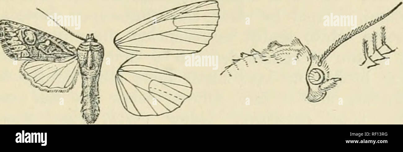. Catalogue of Lepidoptera Phalaenae in the British Museum. Moths. XTLIXISSA. ANTIirPE. 357 rather oblique quadrate orbicular, which is open above and below; an oblique black striga in cell before the antemedial line which is indistinct, oblique from costa to submedian fold, then angled inwards on vein 1 ; reniform defined by black, large, and extending well below the cell; postmedial line oblique from costa to vein 6, then inwardly oblique and dentate ; the veins of terminal area streaked. Fig. 117.—Xylinissa cossoides (^. . with black ; a subterminal series of whitish strijB with black stri Stock Photo