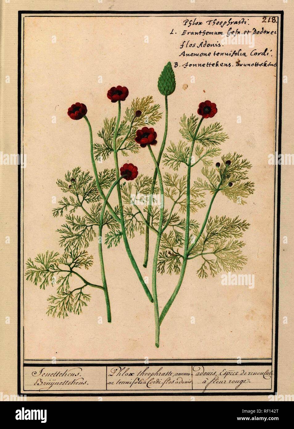 Anemoon (Anemone). Jenettekens. Bruijnettekens. / Phlox theophrasti, anemone tennifolia Cordi. flos adonis. / adonis, Espece de renoncule à fleur rouge. (title on object). Draughtsman: Anselmus Boëtius de Boodt. Draughtsman: Elias Verhulst. Dating: 1596 - 1610. Place: Praag. Measurements: h 252 mm × w 183 mm. Museum: Rijksmuseum, Amsterdam. Stock Photo