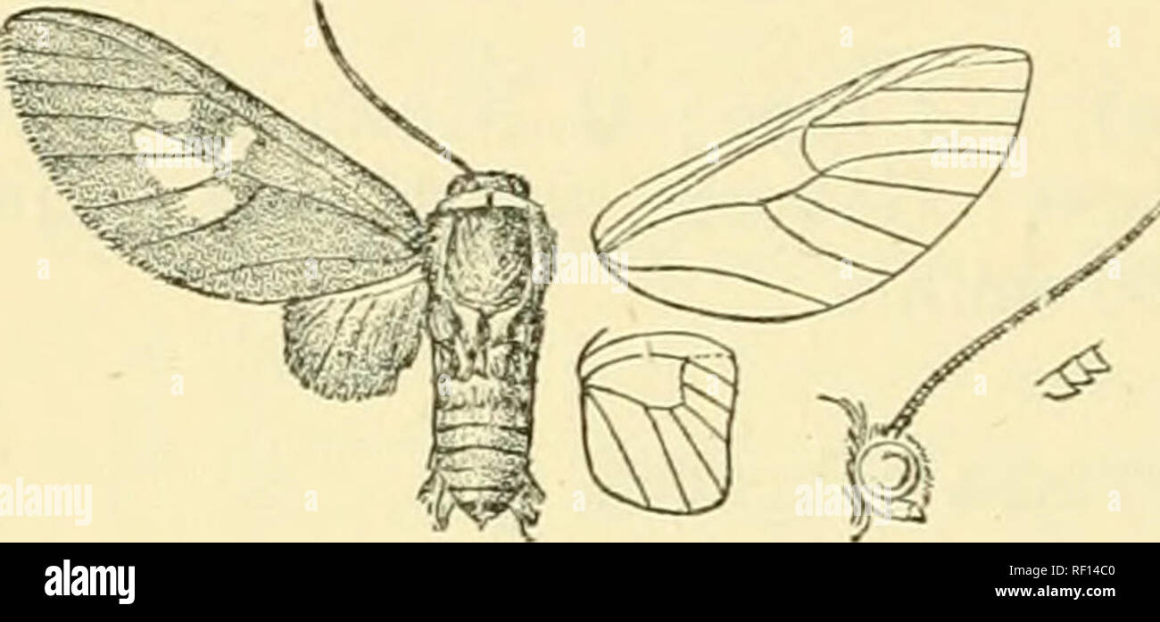 . Catalogue of Lepidoptera Phalaenae in the British Museum. Moths. 152 SYNIOMID^. of head, patches behind eyes, and stripes on legs crimson. Fore wing with crimson point at base of costa; the end of cell and the interspaces between veins 2 and 8 semihyaline. Hah. W. Africa, Ogove R., Bule Country, 2 c? • Exp. 50 miUim. Type t in Coll. Holland. Sect. III. Hind wing with vein 5 from middle of discocellulars. *299. Pseadapieonoma elegans. Balacra elegans, Auriv. Ent. Tidskr. xiii. p. 200 (1892). Balacra damalis, Holland, Psyche, vi. p. 597 (1893). J. Head red; antennaj fuscous, white above; tegul Stock Photo