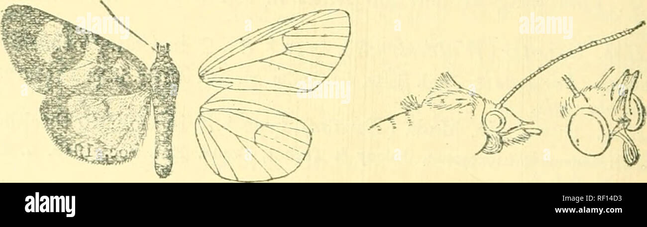 . Catalogue of the Lepidoptera Phalænæ in the British museum. Moths. oS'2 IMIAL r&lt;ili)ll).K. 153 a. Hoplarista haemaplaga. Hoplarista hsemaplaga, Hmpsn. P. Z. S. 1910, p. 399, pi. xxxvi. f. 24 ; Jord. Seitz, Gr.-Schm. xv. Afr. ii. p. 13, pi. 4«. c?. Head and thorax dark chocolate-brown mixed with pale yellow and some orange; irons with lateral yellowish white spots above; pectus orange; legs banded black and orange; abdomen banded black and orange, the ventral surface dark brown with series of yellow bars. Fore wing dark chocolate-brown irrorated with silvery blue and sonic yellow scales;  Stock Photo