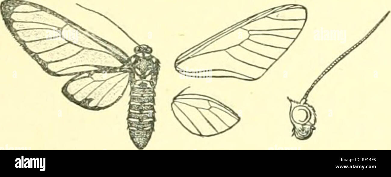 . Catalogue of Lepidoptera Phalaenae in the British Museum. Moths. Fig. 43.—Eressa siamica, (J. 0. Hind wing normal. 230. Eressa discinota. Syntomis discinota, Moore, Lep. Atk. p. lo (1879); Hmpsn. Moths Ind. i. p. 216 ; Kirby, Cat. Het. p. 9(3, Black suffused with metallic green ; antennae white at tips ; palpi below, frons, guloe, tegulae, patagia, and lateral spots on meso- and metathorax orange; thorax below mostly orange ; tarsi with the 1st joint white; abdomen with seven orange bands in male, six in female, more or less completely in- terrupted on dorsum. Wings hyaline, with the veins a Stock Photo