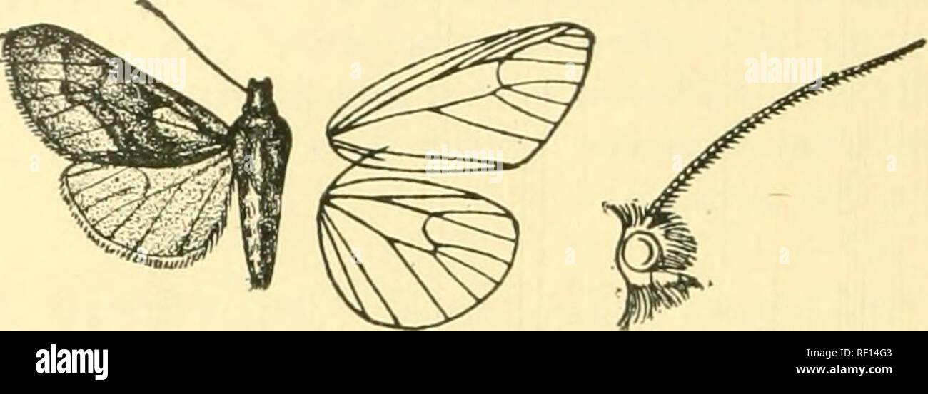 . Catalogue of the Lepidoptera Phalænæ in the British museum. Moths. 464 LITHOSTAD.E. fringed with pale purple hair ; abdomen pale crimson. Fore wing pale olive-yellow, the costal area except at apex and the medial area below the cell pale purple ; the veins and costa streaked with crimson, the termen deeper yellow, the inner margin with a fine black streak on medial area; antemedial and medial fine black lines oblique from. Fig. 96.—Palseomolis purpurascens, rf • . costa to median nervure, then inwardly oblique and sinuous; a fine black postmedial line, slightly excurved below costa and incu Stock Photo