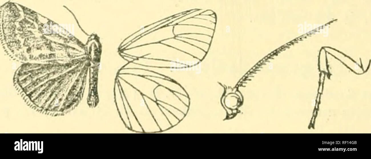 . Catalogue of the Lepidoptera Phalænæ in the British museum. Moths. 438 LITHOSIADJE. points except at basfe and extremity. Fore wing white, the costal edge orange-yellow. Hind wing white. Huh. Sierra Leone (Quinton), 2 J type; Gold Coast, N. Territories (Quinton), 1 6 ; Portuguese W. Africa, Gunnal, type t 6 aureacosta in Coll. Bethune-Baker. Exp. 36 milliin. *1875r?.. Estigmene cingulata. (Plate LXIL fig. 9.) Estigmene perrotteti, cingulata, Roths. Nov. Zool. xvii. p. 166 (1910). J. Head and thorax black-brown, a bar between antennae, stripe on outer edge of tegulae and the edges of patagia  Stock Photo