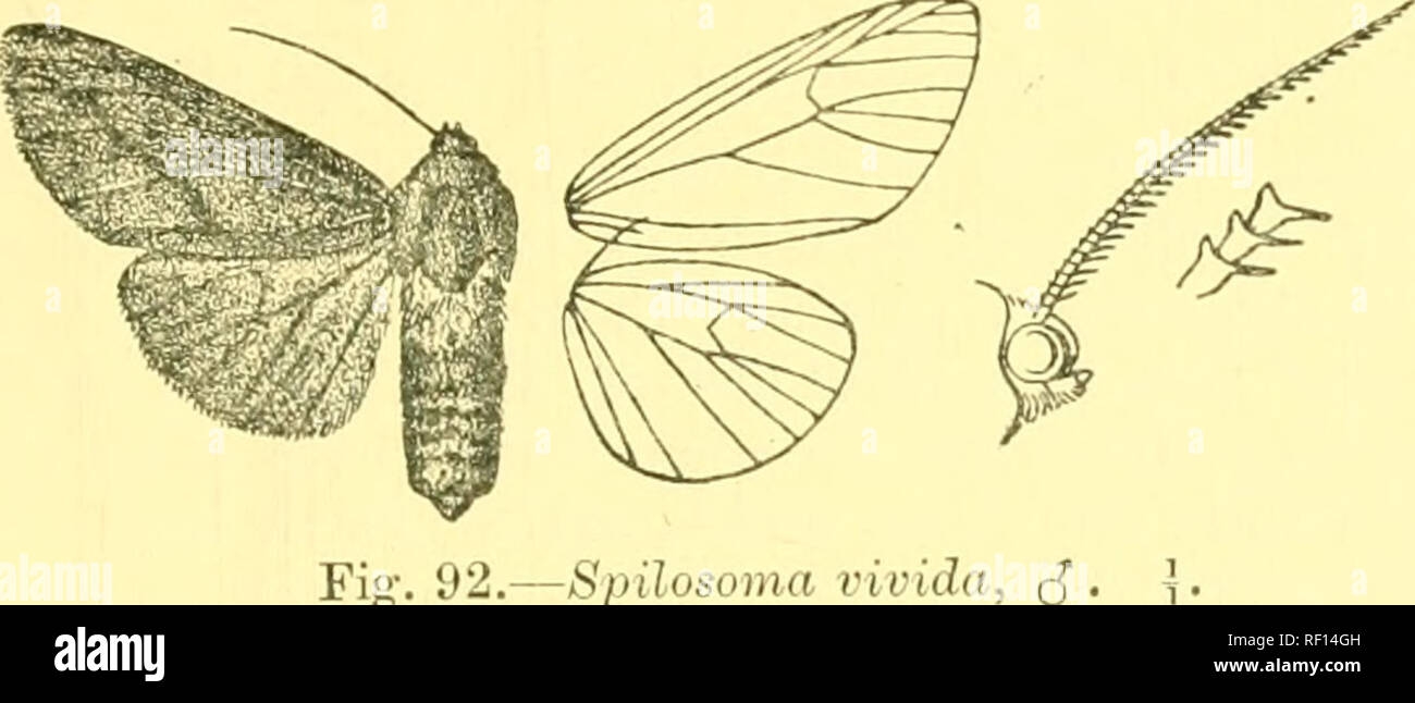 Pectinate antenna hires stock photography and images Alamy