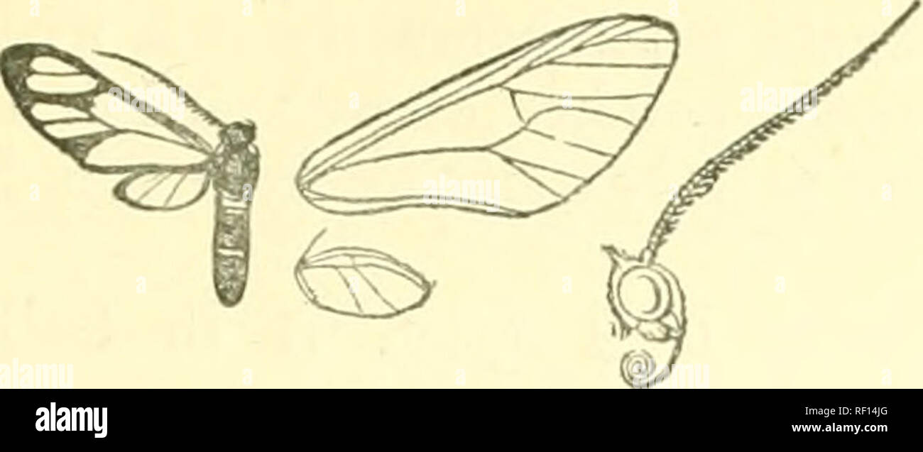 . Catalogue of Lepidoptera Phalaenae in the British Museum. Moths. MYOPSrCHE. 49 pectus white ; 1st joint of tarsi white ; abdomen with white patch at base and band on 5th seg- ment, the ventral surface with bands on intermediate segments. Pore wing with wedge-shaped hyaline patch in cell; an elongate patch below the cell extending nearly to termen, and elongate mLrahili,. A. I. ^pots between veins 3 and 5 and above 6 and 7. Hind wing. Myopsyche miserahilis, (f. hyaline, the veins and margins narrowly black, the costa and apex rather broadly black. Hah. W. Africa, Ogove E. {Good), 1 J . Exp. 2 Stock Photo