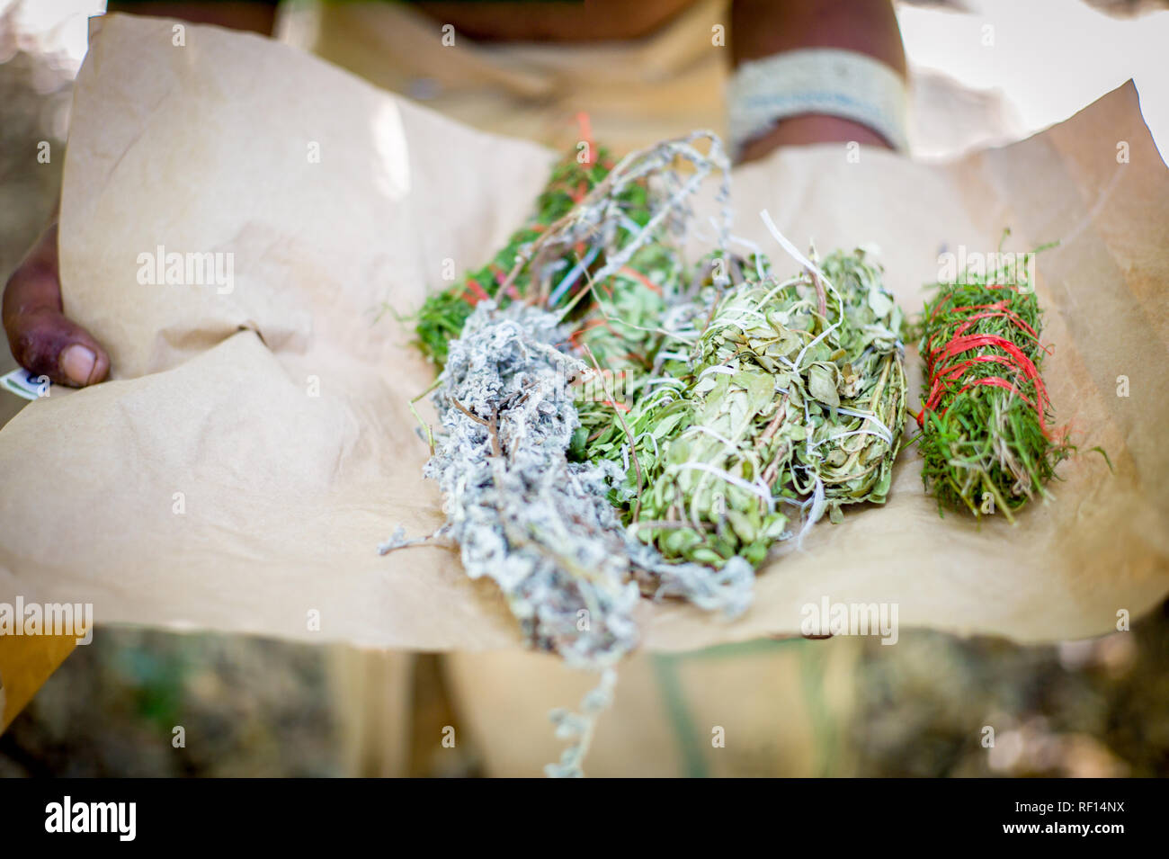 Bundle of medicinal herbs picked by traditional healter in Devil's Peak