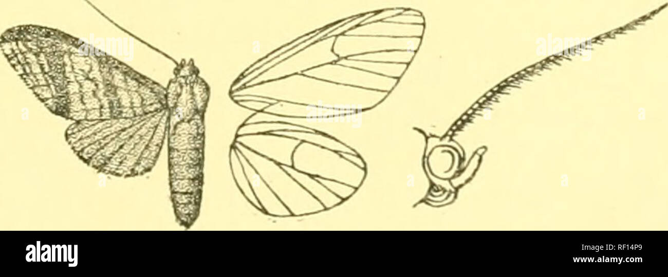 . Catalogue of the Lepidoptera Phalænæ in the British museum. Moths. Fig-. 48.— Parevia affinis, J- !• grey-brown towards extremity. Fore wing grey-brown, the veins darker. Hind wing pale crimson; the apical area broadly grey- brown, narrowing to a point at submedian fold ; the underside with the costal half greyish ochreous to the dark apical area. Hah. Venezuela, Esteban Valley, Las Quiguas, 2 3 ; Surinam, Maroewym Valley, Aroewarwar Creek (Klages), type f J in Coll. Rothschild; Brazil, Up. Amazons, Fonte Boa. Exp. 22 millim. *124G/&gt;. Parevia griseotincta. (Plate XLV. fig. 20.) Neritos gr Stock Photo