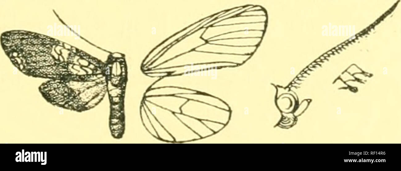 . Catalogue of the Lepidoptera Phalænæ in the British museum. Moths. Fig. 43.—Neritos tremula, &lt;3, . cell before middle; an irregularly triangular yellow patch slightly edged with scarlet from middle of eosta to median nervine ; a small yellow spot at apex and conical patch with brown spot on it on termen between vein 4 and submedian fold, its apex nearly reaching vein 5 and its inner edge irregular. Hind wing scarlet. Hub. Fb. Guiana, type f J in U.S. Nat. Mus., St. Jean Maroni, type t 6 subgaudialis, in Coll. Rothschild. Exp. 3S millim. 1552 h. Neritos steniptera. Neritos steniptera, Hmp Stock Photo