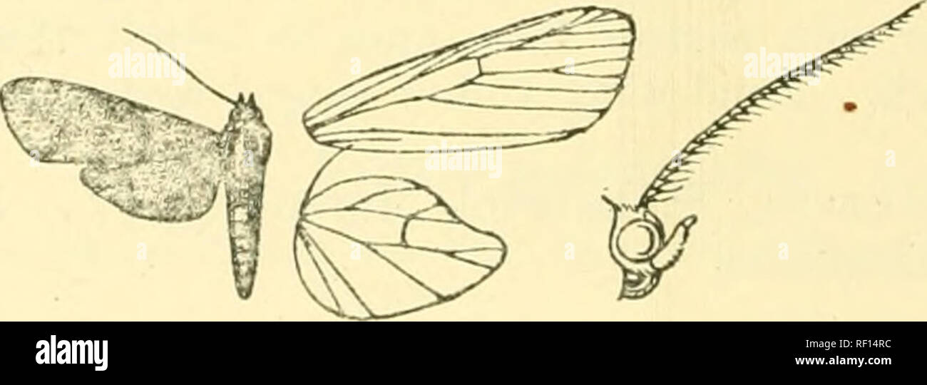 . Catalogue of the Lepidoptera Phalænæ in the British museum. Moths. Fig1. 41.—Neritos coccinea, tf. . three yellow spots, with a dark mark beyond it on the fovea ; a brown streak on the costa, then bounding the conical yellow patch Prom costa to below vein 1? ; a yellow terminal band edged by brown on inner side, narrow and sinuous from apex to below vein 5 then forming a triangular mark. Hind wing dark brown, the base and inner margin yellowish. Hah. Fr. GrUiAXA, St. Jean Maroni, type f 6 in U.S. Nat. Mus. Exp. 28 milliin. *1549 b. Neritos fiavibrunnea. Neritos fiavibrunnea, Dogn. H.'t. Nou Stock Photo