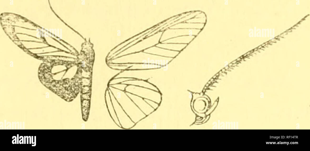 . Catalogue of the Lepidoptera PhalÃ¦nÃ¦ in the British museum. Moths. i.i;i ims L03 sides at base. Fore wing hyaline, the veins and margins black; an oblique Mack discoida] bar; the terminal band expanding towards apex and below vein L.'. Hind wing hyaline, the veins. Fig. 32.âSyntomostola eanthosoma, ,/. ]. black ; the margins broadly black, the tornal area very broadly black below vein 2; the underside with the inner area white, a slight blackish bar above tornus. Hab. Colombia, Medina (Fassl), type f 6 in Coll. Dognin. Exp. 32 millim. 1543. Neritos macrostidza. Neritos onytes, Hmpsn. Cat. Stock Photo