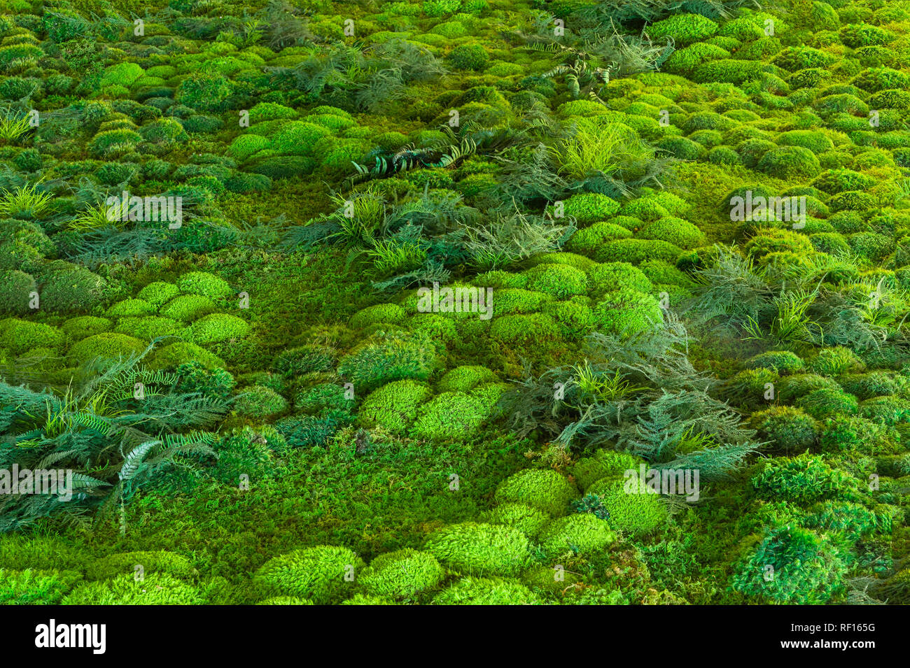 Ferns & Moss Covered Forest Floor, Pennsylvania, USA Stock Photo