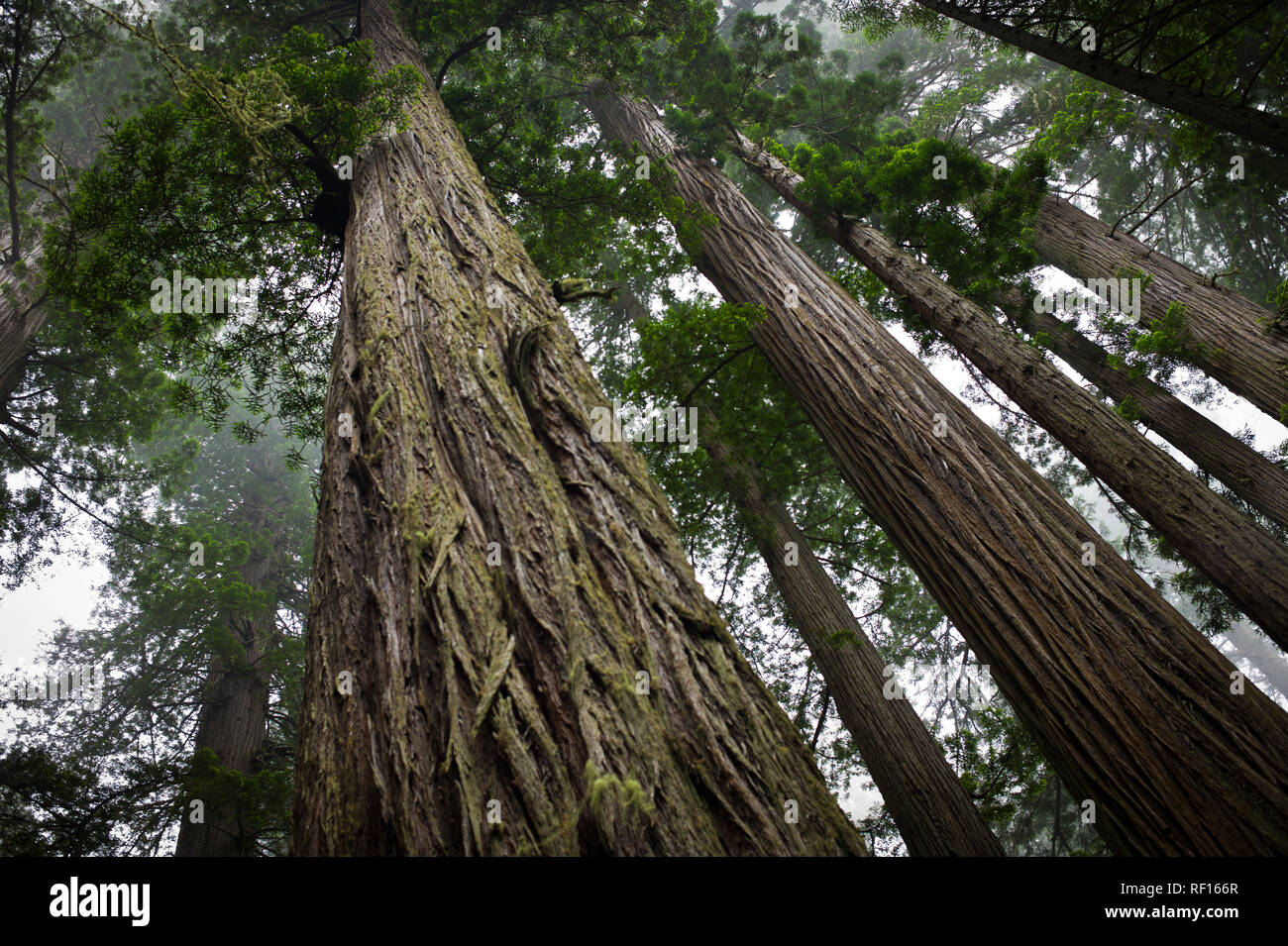 Giant Redwoods, Sequoiadendron gaganteum, like these in Redwood Forest