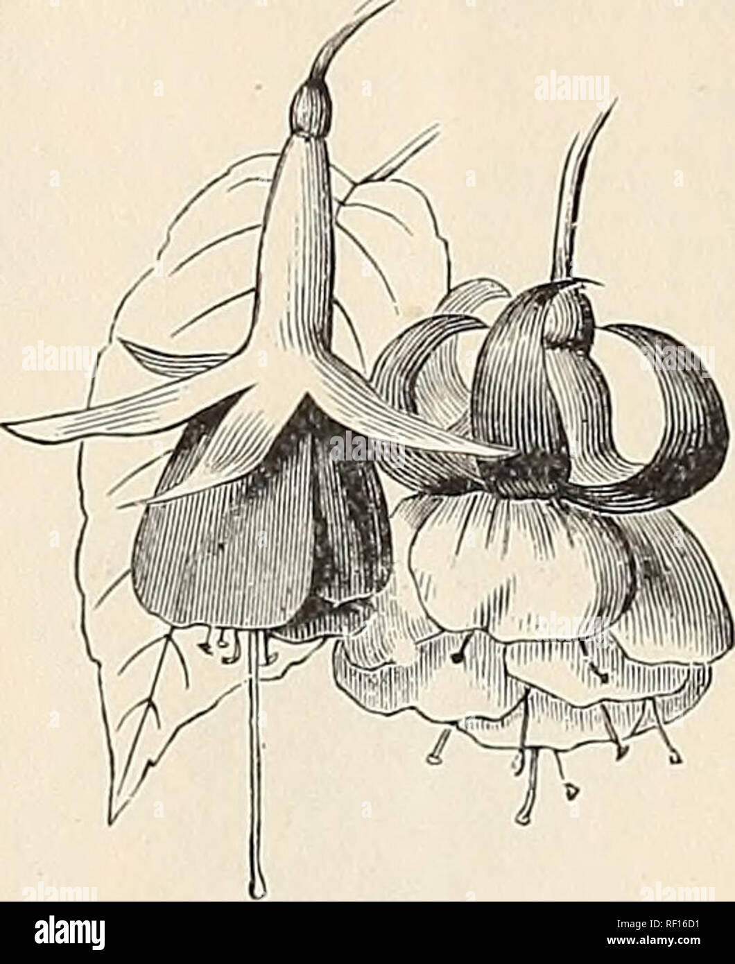 Catalogue of Holland bulbs and plants : for fall planting.. Bulbs (Plants),  Catalogs; Flowers, Catalogs. 30 Hiram Sibley &amp; Co.''s SILVER LEAF  GERANIUMS. Each, cts. Bijou, scarlet 25 Mount of Snow,