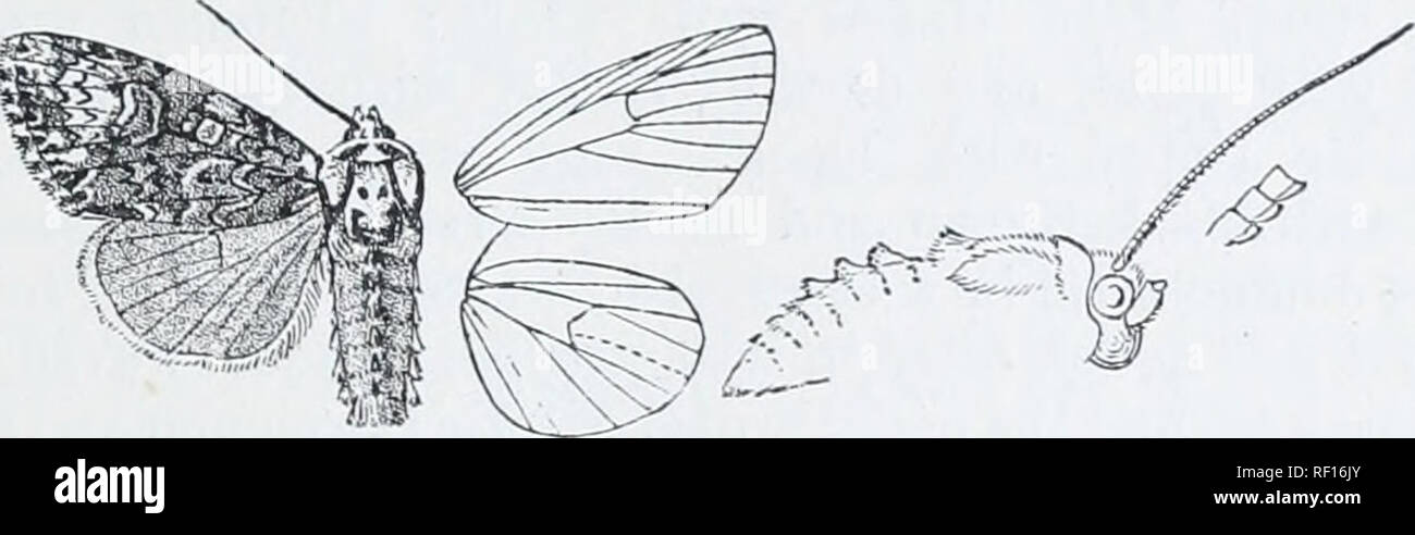 . Catalogue of Lepidoptera Phalaenae in the British Museum. Moths. CKANIOPHOKA. '&gt; I 3(J.'5;J. Craniophora ligustri. Xoc/iio li(/iis(ri, SfliifF. Wien. Yerz. p. 70 (1776) ; Fabr. Mant. Ins. ii. p. 172 (1787); Esp. Scbinett. iv. pi. 119. ff. 1-4; Hiibn. Eur. Schruelt., Noet. f. 21 ; Dup. Lep. Fr. vi. p. 2o6. pi. 89. f. 1 ; Fit. Beitr. pi. 142 ; Steph. 111. Brit. Eut., Haust. iii. p. 38; Staud. Cat. Lep. pal. p. 134. Nuntua litterata, PHuz.Syst. Norn. Schaff. Ins. p. 115, pi. 105. fi'. 3, 4 (1804). Noctua coromda. Haw. Lep. Brit. p. 179 (1809). Acronycta sundcvaUi, Lampa, Ent. Tidskr. 1885, p Stock Photo
