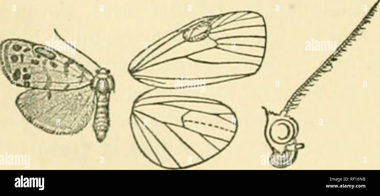 . Catalogue of Lepidoptera Phalaenae in the British Museum. Moths. 300 AKCTIADJi. 628. CMonaBina ridleyi, ii. sp. (Plate XXXIV. fig. 1-i.) cJ. &quot;White; palpi tinged with crimson: tegulae and patagia edged &quot;with crimson; metathorax and legs with crimson bands; abdomen tinged with crimson. Fore wing with the costal edge crimson to the antemedial band ; a subbasal line not reaching inner margin ; the antemedial band moderately broad and slightly bent inwards to eosta; small black spots in end of cell and at angles, the two upper slightly edged by crimson scales, the lower on a short crim Stock Photo