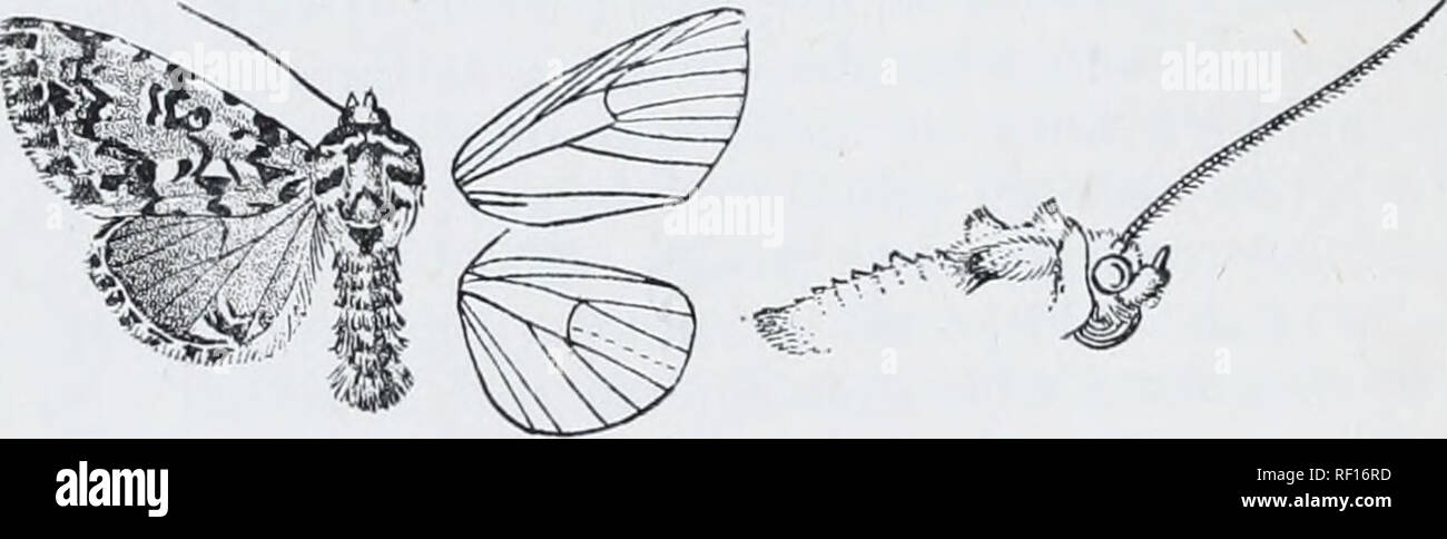 . Catalogue of Lepidoptera Phalaenae in the British Museum. Moths. so NOCTUID.E. 3G03. Daseochaeta alpiiim. Nocfua ludifica, Sepp, Ins. Ned. i. (4) p. 41, pi. 9. ff. 1-8 (1732), nee Linn. Noctua aprilina, Scliiff. Wien. Verz. p. 70 (177(;); Sepp, ins. Ned. iv. (corrigenda); Hiibn. Eur. Sehniett., Noct. f. 22 (nee Linn.). Noctua alpiiim. Osbeck, Gotlieb. Saninil. Handl. (Wet. Aid.) i. p. r)2, pi. 1. f. 2 (1778); Stand. Cat. Lep. pal. p. 130. Noctua orion, Esp. Schmett. iv. pi. 118. ff. 4-7 (1787); Dup. Lep. Fr. vl. p. 203, pi. 85. f. 5 ; Stepli. 111. Erit. Ent., Haust. iii. pi. 4(1 f. 2 ; Curt. Stock Photo