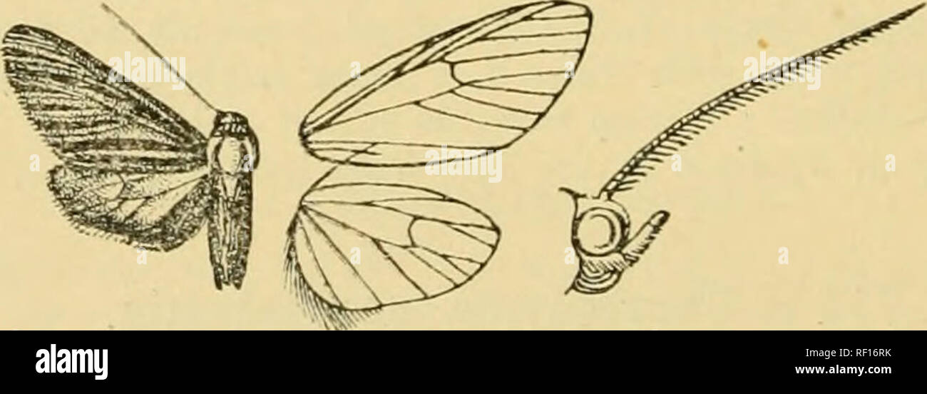 . Catalogue of the Lepidoptera Phalænæ in the British museum. Moths. 012 arctiad.*:. wing with two subbasal, two antemedial, and two postmedial pale waved lines, a small blackish discoidal spot. Hah. Zanzibar, 1 &lt;$ ; Br. C. Africa, Chinde (De Jersey), 1 c? ; Mashonaland, Salisbury {Bobbie), 3 6 type. Exp. 24 millim. 719 a. Balbura fasciata. (Plate XXXII. fig. 30.) Balbura faseiata, Schaus, A. M. N. H. (8) vii. p. 361 (1911). d • Head, thorax, and abdomen black-brown, the patagia orange-red. Pore wing pale grey-brown ; an orange-red patch at base with some black suffusion beyond it; the cost Stock Photo