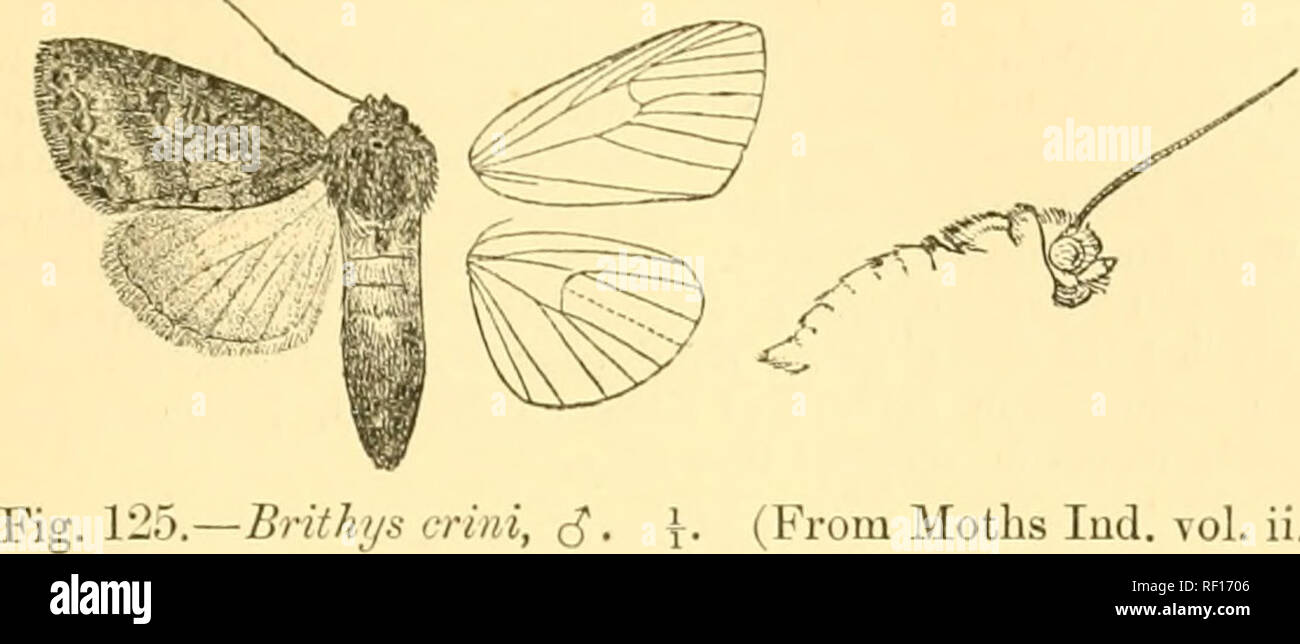 . Catalogue of the Lepidoptera Phalænæ in the British museum. Moths. UBITHYS. 449 the area before it pale rufous except towards costa, angled outwards at vein 7 and excurved at middle; a terminal series of small black. (From Moths lud. vol. ii.) lunules. Hind wing pure white, the costal area tinged with fuscous and in female the terminal area also. Hah. Punjab, Allahabad; Ceylon {Templeton), 2 c?, 1 5» Trincomalee {Yerhiiry), 1 S ; Burma, Moulmein {Cleric), 1 $ ; SiNGAPOiiE {liidleij), 1 5 ; Java (Norsjield), 5 cj&quot;, 3 § . Eu,-p. 32-46 millim. Larva. Head, first and last, somite, and legs  Stock Photo