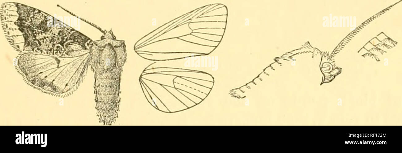 . Catalogue of the Lepidoptera Phalænæ in the British museum. Moths. SIDEEIDI?, 437 Sect. I. Anteunte of male bipectinate, with short branches to near apex. &lt; 1775. Sideridis limbata. Apamea limbata, Butl. A.M. N. H. (5) iv. p. 360 (1879). Head and thorax grey tinged witli brown, the crests on thorax tipped with black; tarsi banded with black; abdomen brownish grey irrorated with black. Fore wi&quot;ng ochreous white striated with brown and irrorated with black, the areas between subbasal and antemedial lines down to submedian fold and between postmedial and subterminal lines except towards Stock Photo
