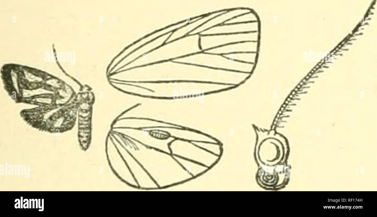 . Catalogue of Lepidoptera Phalaenae in the British Museum. Moths. DAEANXASIA. 273 570. Darantasia cuneiplena. Barantmia cuneiplena, VVlk. Jourii. Liin. Sue, ZujI. iii. p. 18(&gt; (1859); Swiiili. Oat. Het. Miis. Oxon. p. 99, pi. iii. f. 17; Kirbj, Cat. Het. ]). 299. Ammatho hieroghiphh'a, Butl. Trans. Eut. Soc. 1877, p. 343 ; Kirby, Cat. Het. p. 309. o . Black; palpi, frons, tegulte, patagia, a patch ou metathorax, and greater part of legs orange ; abdomen with orange bands on dorsum at base and towards extremity, and the ventral surface orange. Fore wing with short orange streaks from base b Stock Photo
