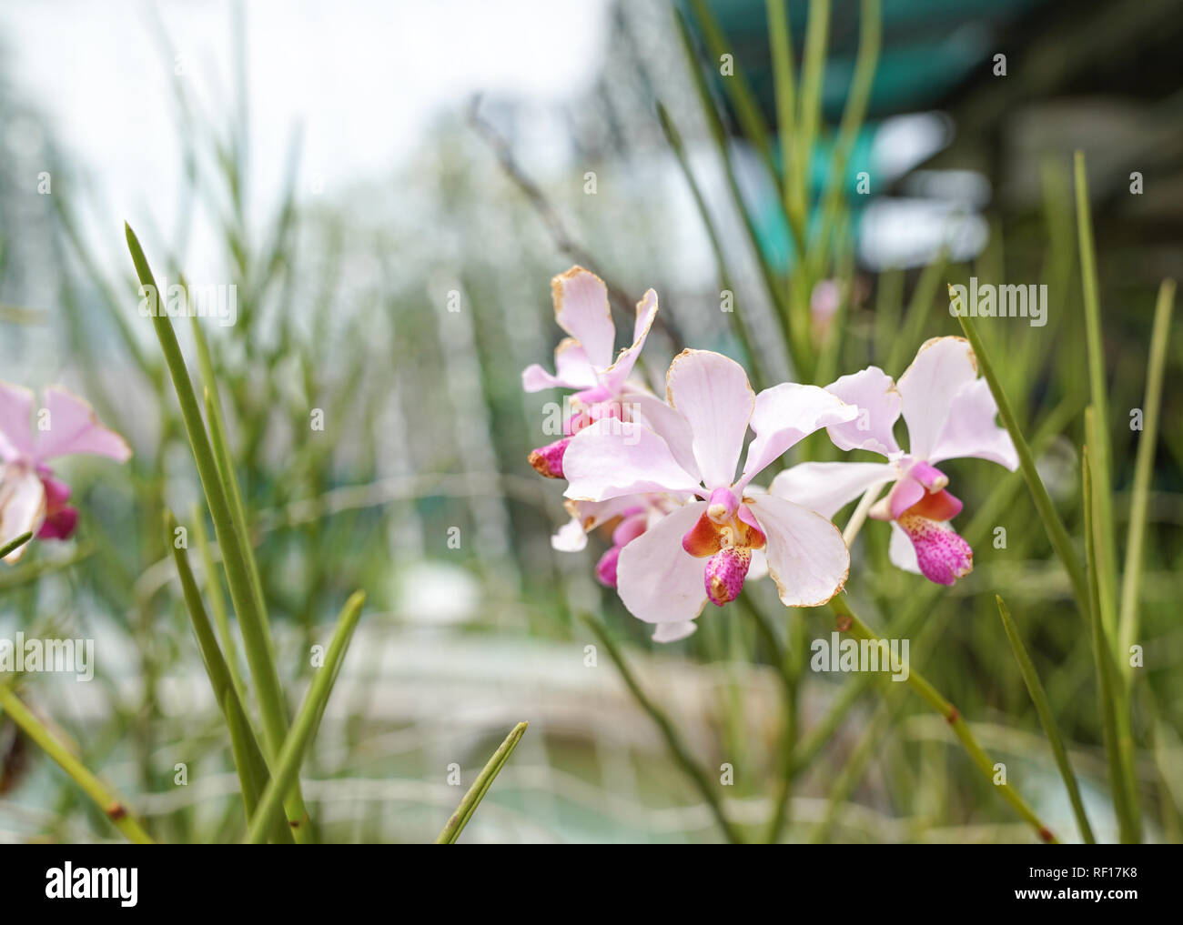 Lovely orchids hi-res stock photography and images - Alamy
