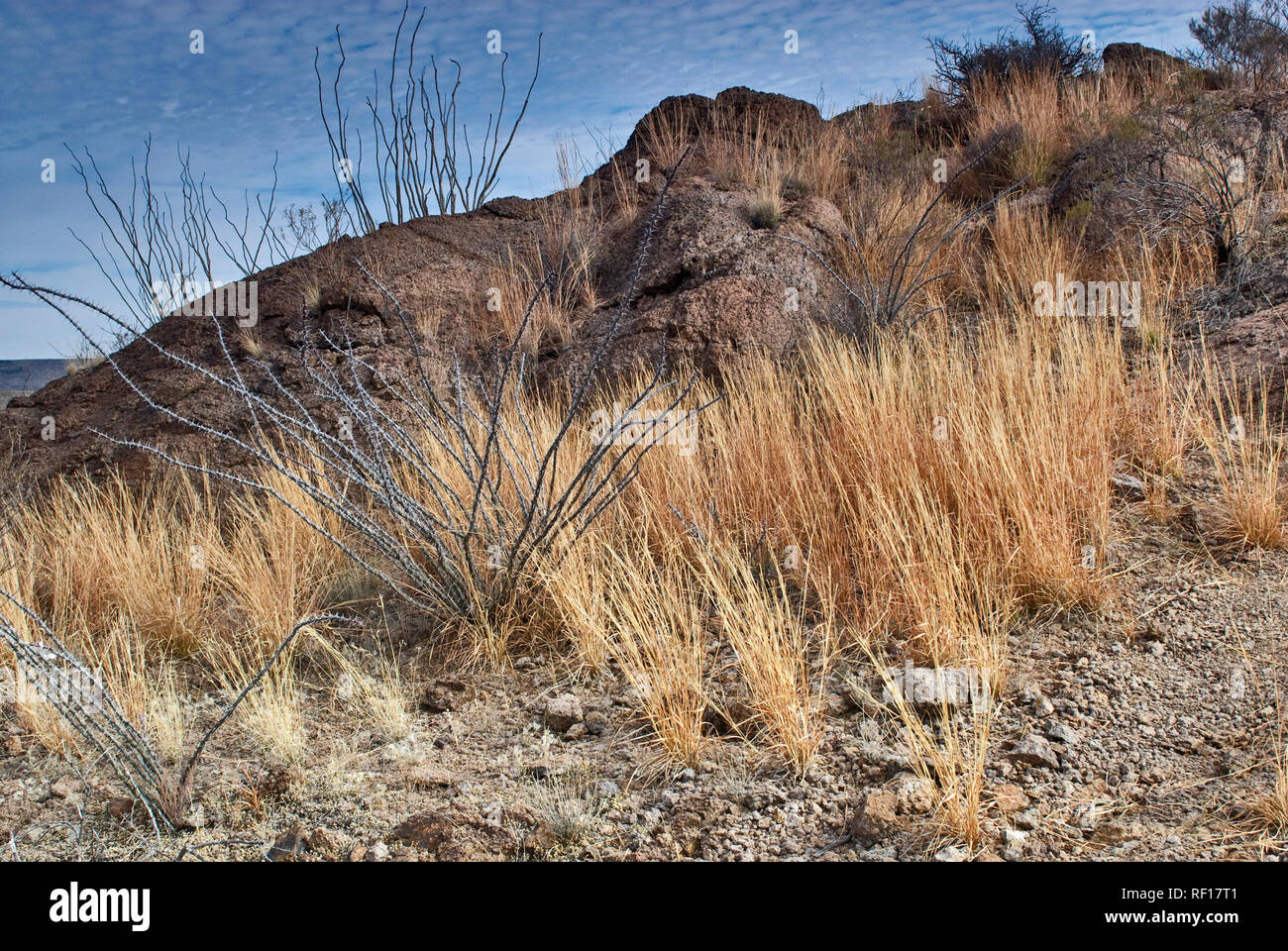 Grass growing back after decades of overgrazing damage, Chihuahuan Desert, Cinco Tinajas Trail at Big Bend Ranch State Park, Texas, USA Stock Photo