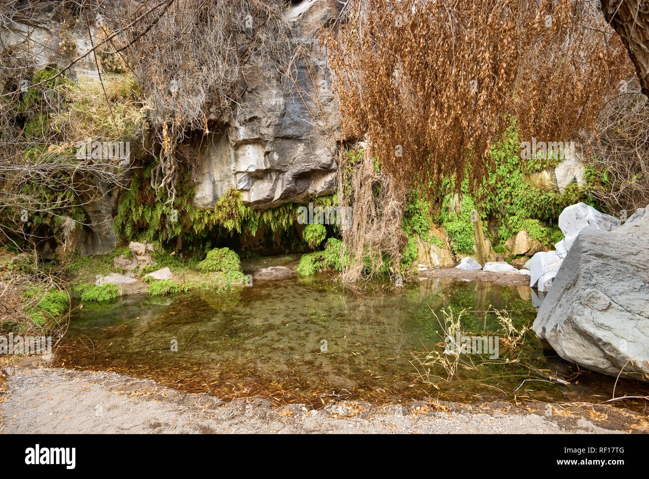 Hanging garden of ferns at cienaga, source of Bofecillos Creek at Ojito  Adentro Trail, Chihuahuan Desert in Big Bend Ranch State Park, Texas, USA  Stock Photo - Alamy