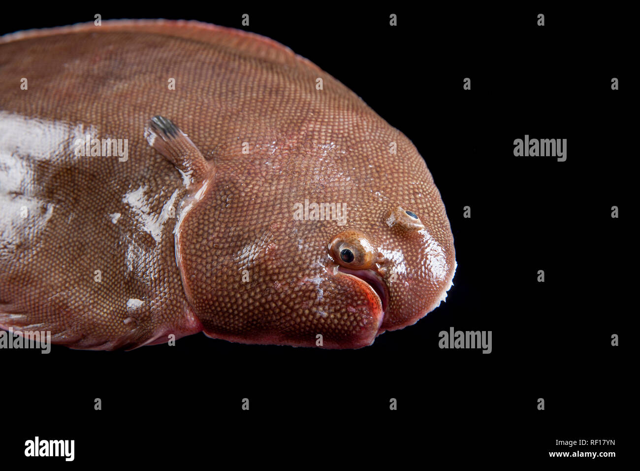 A Dover sole, Solea solea, caught beach fishing with rod and line from Chesil beach in Dorset