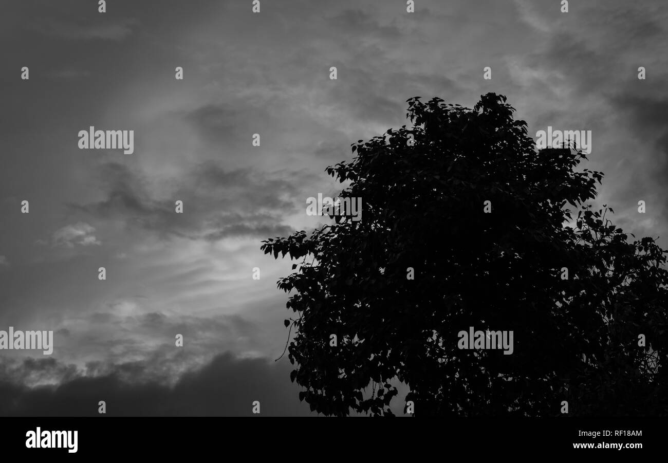 Silhouette tree on dark dramatic grey sky and clouds background for  scary, death, and peace concept. Halloween day background. Art and dramatic on bl Stock Photo