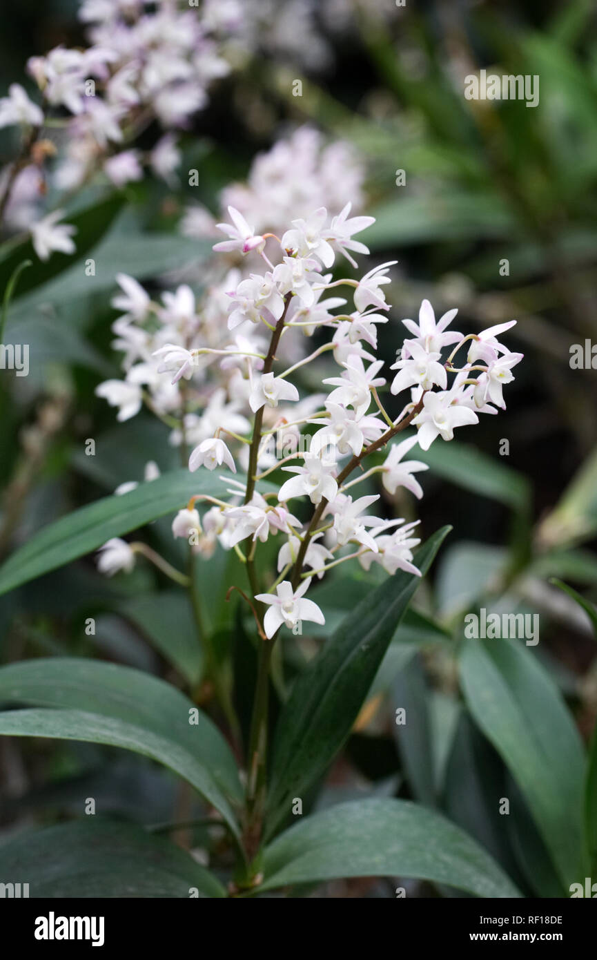 Dendrobium x delicatum 'Album' flowers. Stock Photo