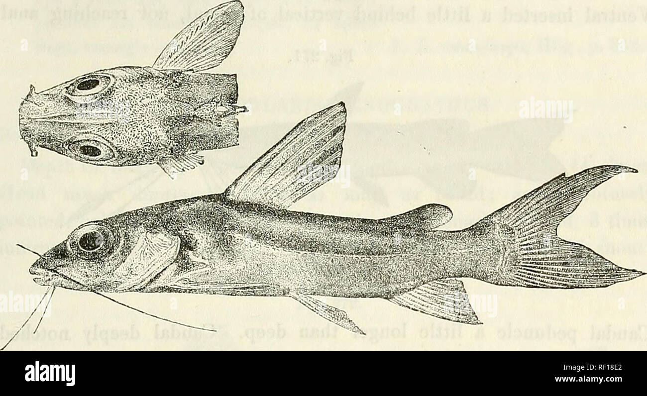 . Catalogue of the fresh-water fishes of Africa in the British Museum (Natural History). British Museum (Natural History); Fishes; Freshwater animals. G EPH YROGLANIS.—PH YLLONEMUS. 349 times as long as deep. Brownish above, white beneath; a blackish spot behind the gill-cover, fins blackish at the end. Total length 140 millim. Upper Congo.—Type in Congo Museum, Tervueren. Fig. 270.. 1. One of the types. 2. Hjjr. Gepliyroglanis lonyipinnis. Type (A. M. C). f. Stanley Pool. Upper Congo. M. P. Delhez (C). Brussels University. 18. PHYLLONEMUS. Bouleng. TV. Zool. Soc. xvii. 1906, p. 552. Like Chry Stock Photo