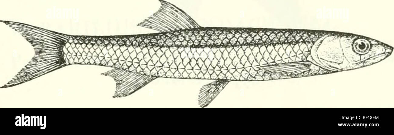 . Catalogue of the fresh-water fishes of Africa in the British Museum (Natural History). Fishes; Freshwater animals. BAEILTUS. 195 2. BARILIUS WEEKSII. Bouleng. Ann. Mus. Congo, Zool. i. p. 103 (1899), &amp; p. 134, pi. xlviii. fig. 4 (1900), and Poiss. Bass. Congo, p. 232 (1901). Depth of body 5 times in total length, length of head 4^ times. Head 2|- times as long as broad ; snout pointed, projecting slightly beyond lower jaw, as long as eye or interorbital width, 3f times in length of head; mouth extending to below anterior third of eye ; no barbels; suborbital bones nearly entirely coverin Stock Photo