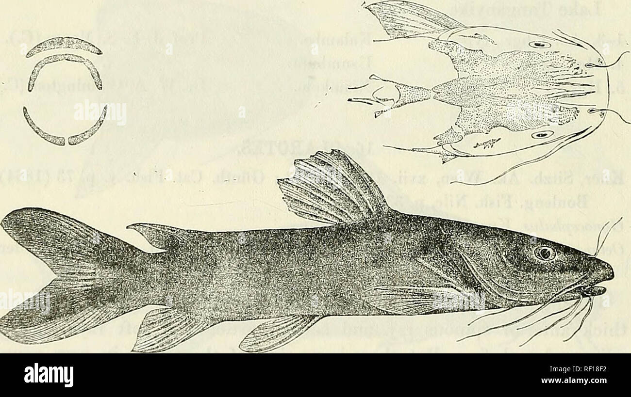 . Catalogue of the fresh-water fishes of Africa in the British Museum (Natural History). British Museum (Natural History); Fishes; Freshwater animals. m silueid^:. 1. CLAROTES LATICEPS. Pimelodus laticeps, Riipp. Beschr. n. Fiscne Nil, p. 7, pi. i. fig. 2 (1829). Bagrus nigrita, Cuv. &amp; Val. Hist. Poiss. xiv. p. 426, pi. ceccxvi. (1839). Bagrus laticeps, Heekel, Russegger's Reise Egypt, iii. p. 331 (1849). Clarotes heuglinii, Kner, Sitzh. Ak. Wien, xvii. 1855, p. 313, pis. i. &amp; ii. ; Hyrtl, Denksckr. Ak. Wien, xvi. 1858, p. 1, pi.— ; Kner, Arch. i. Naturg. 1865, ii. p. 101. Octonemaiicl Stock Photo
