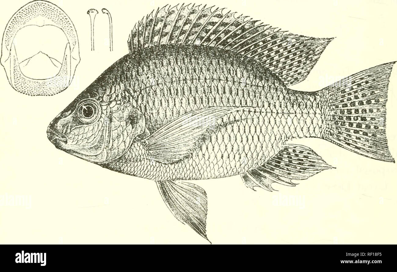 . Catalogue of the fresh-water fishes of Africa in the British Museum ...