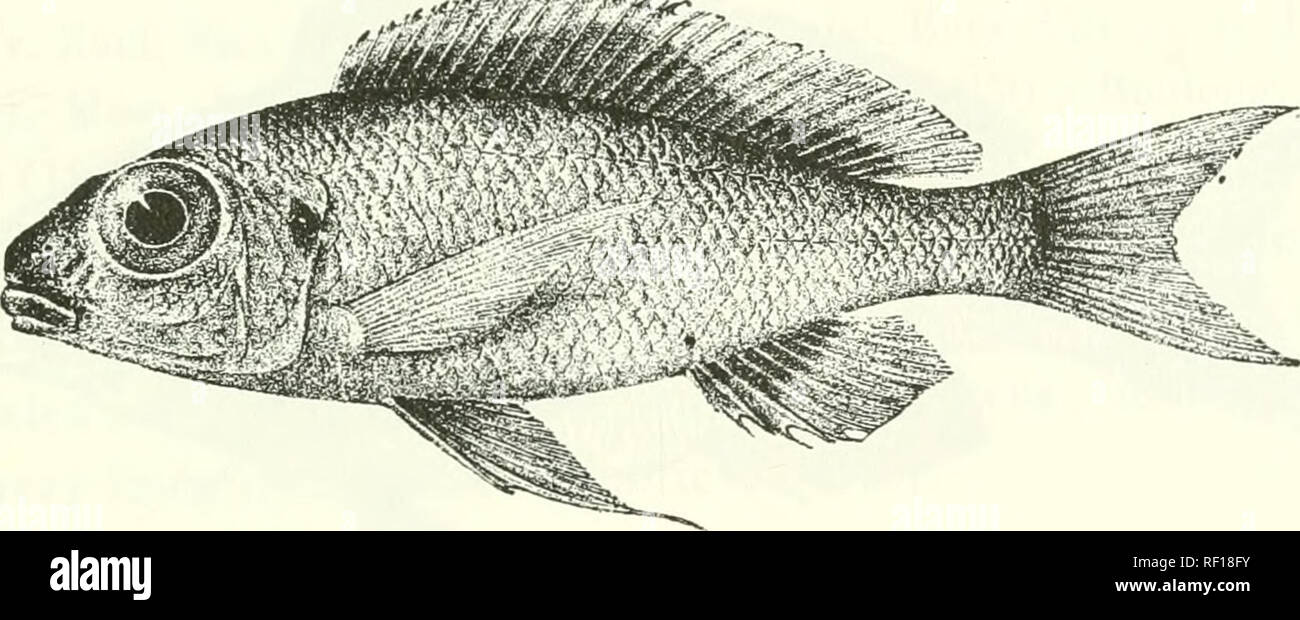 . Catalogue of the fresh-water fishes of Africa in the British Museum (Natural History). Fishes; Freshwater animals. TILAPIA. 265 93. TILAPIA BOOPS. Bouleng. Ann. &amp; Mag. N. H. (7) vii. 1901, p. 5, Poiss. Bass. Congo, p. 47G (1901), and Tr. Zool. Soc. xvi. 1901, p. 158, pi. xix. fig. 5. Oplithalmotilapia hoops, Pellegr. Mem. Soc. Zool. France, xvi. 1904, p. 3l5. Depth of body equal to length of head, 3J to 3J times in total length. Head twice as longas broad; snout short and rounded, with strongly convex upper profile, broader than long, as long as postocular part of head ; eye 2J times in  Stock Photo