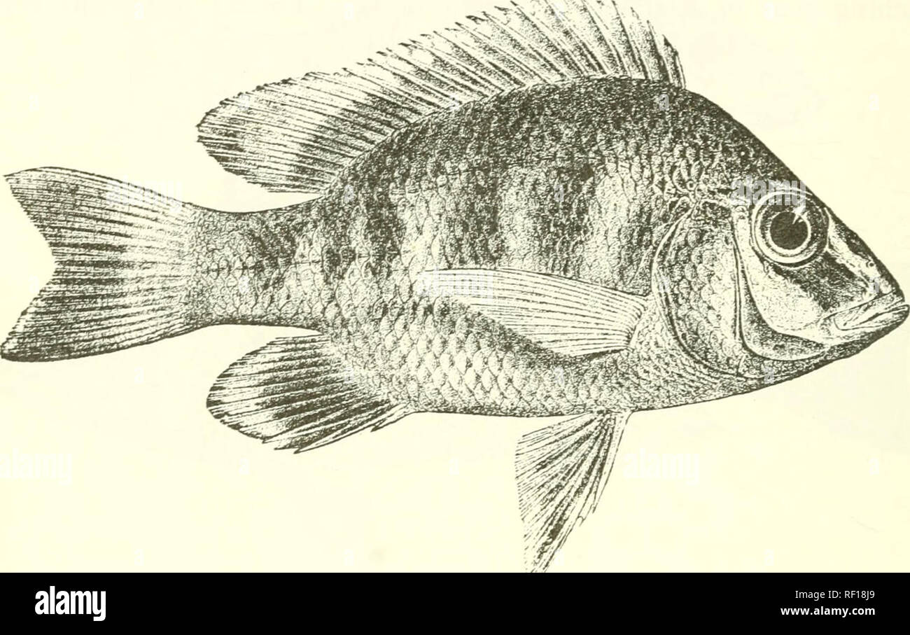 . Catalogue of the fresh-water fishes of Africa in the British Museum (Natural History). Fishes; Freshwater animals. 258 CICHLID.E. 7-10. Ad. 11. Skel. 12. Hgr. 13-U. Ad. &amp; hgr 1.0-2;',. Yir. Nianikolo. Uvira. Kilewa Bay. Month of Lukiiora &quot;R. Dr. AV. A. Cunnington. Dr. L. Stai)pcrs (C). i'ig. 174.. 7'll'lJ)l(l i)li&lt;J ICdiitliiiS, After Steindacluier (/. c). 87. TILAPIA OLIGACAKTHUS. Bleek. Versl. Ak. Amsterd. ii. 18C8, p. 309, and Poiss. Madag. p. 11, pi. iv. fig. 1 (1874); Bonleng. Proc. Zool. Soc. 1899, p. 138. Ptyclwcliromis oUc/acantluis^ Steind. Sitzb. Ak. AVien, Ixxxii. i. 1 Stock Photo