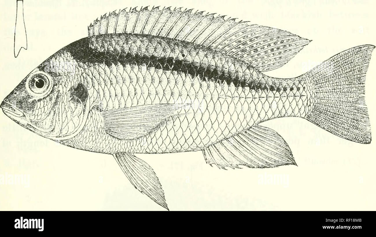. Catalogue of the fresh-water fishes of Africa in the British Museum (Natural History). Fishes; Freshwater animals. TIL API A 253 83. TILAPIA LATEHISTRIGA. Chroinis latenstriga, part., Giiiitli. Proc. Zool. Soc. ISG-I-, p. 312. Depth of body 2i to 3 times in total length, length of head 3 to 05 times. Head 2 to 2J times as long as broa.d ; snout rounded, with straight upper profile, as long as broad, as long as postocular part of liead ; eye 3 (young) to 4 times in length of head, 1 to 1^ times in iuterorbital width, equal to prseorbital depth in adult; snout moderate, Fig. 170.. I'llapia lat Stock Photo