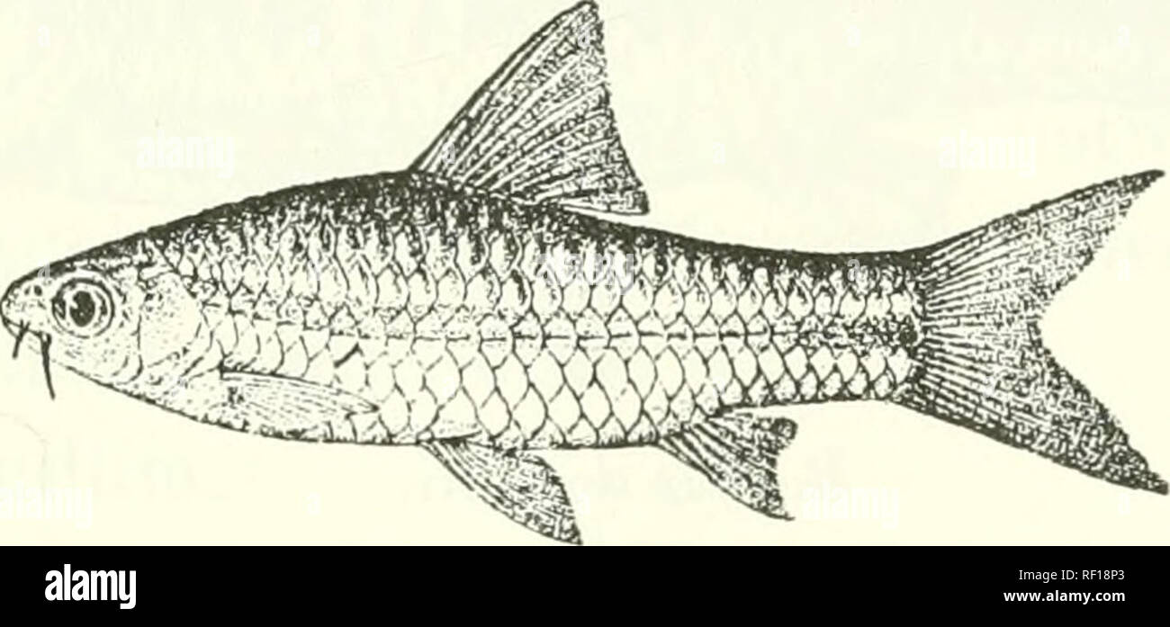 . Catalogue of the fresh-water fishes of Africa in the British Museum (Natural History). Fishes; Freshwater animals. BAIJBUS. 173 1G9. BARBUS NEGLECTUS. Boulen^-. Ann. &amp; Mag. N. H. (7) xii. 1903, p. 532, and Fii«h. Nile, p. 251, pi. xlvii. fig. 5 (1907). Depth of body 3 to 3§ times in total length, length of head 4 to 4^ times. Snout rounded, shorter than eye, which is 2| to 3 times in length of head and equals iuterorbital width ; mouth small, terminal or subinferior ; lijis feebly developed ; two barbels on each side, anterior half diameter of eye, posterior as long as eye or a little sh Stock Photo
