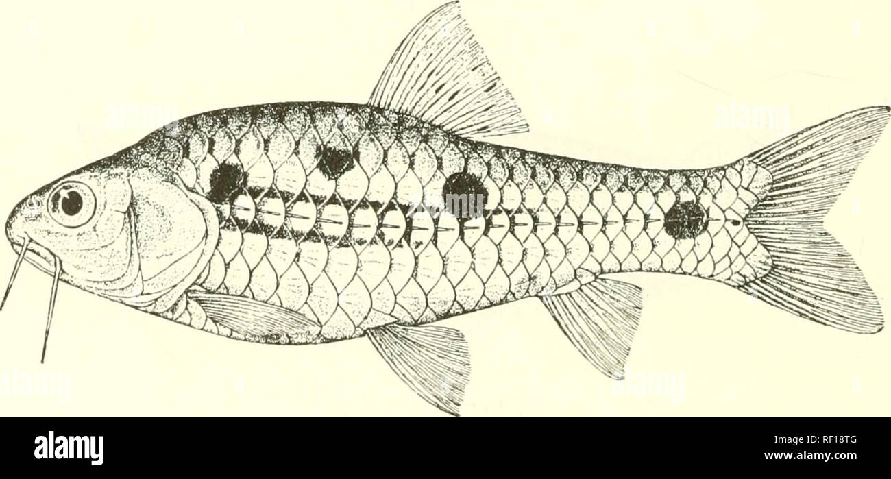 . Catalogue of the fresh-water fishes of Africa in the British Museum (Natural History). Fishes; Freshwater animals. 1G4 CYPRINID.^. 1J to 1J times as long as deep. Scales radiately striated, 25-28 p, 2J-3 between lateral line and ventral, 10-12 round caudal peduncle. Back brownish, sides and belly silvery, the scales of the lateral line and sometimes the series above it with a dark bar at the base; three round or oval black spots on each side, the first anterior to the vertical of the base of the dorsal fin and above the lateral line, the second just beliind the vertical of the dorsal tin and Stock Photo