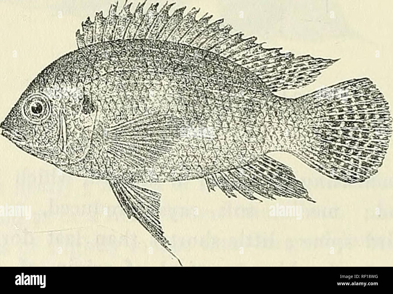 . Catalogue of the fresh-water fishes of Africa in the British Museum (Natural History). British Museum (Natural History); Fishes; Freshwater animals. 40G CICHLIDiE. 21. PELMATOCHROMIS ANSORGHI. Bouleng. Proc. Zool. Soc. 1901, i. p. 8, pi. iv. fig. 1 ; Pellegr. Mem. Soc. Zool. France, xvi. 1904, p. 282. Depth of body 2-g- to 2§ times in total length, length of head 2f to 3 times. Head 1§ to If- times as long as broad; snout rounded, with straight or slightly convex upper profile, broader than long, as long as eye, which is 3| to 3§ times in length of head, 1-J times in inter- orbital width, an Stock Photo