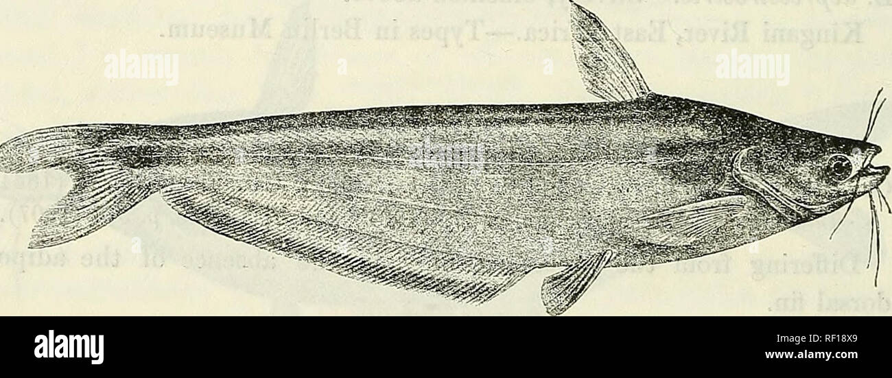 . Catalogue of the fresh-water fishes of Africa in the British Museum (Natural History). British Museum (Natural History); Fishes; Freshwater animals. 294 silueire. Schilbe senegalens'is, var. fasciata, Steind. Sitzb. Ak. Wien, lx. i. 1872, p. 983, pi. vi. figs. 1 &amp; 2. ? Schilbe bouvieri, Rochebr. Bull. Soc. Philom. (7) ix. 1885, p. 95. Depth of body 3 to 5 times in total length, length of head i to 5i times. Head 1| to 1^ times as long as broad ; snout broad, lower jaw slightly projecting, as long as eye in the young, H to If times in the adult; eye perfectly lateral, 3 (young) to 6 time Stock Photo