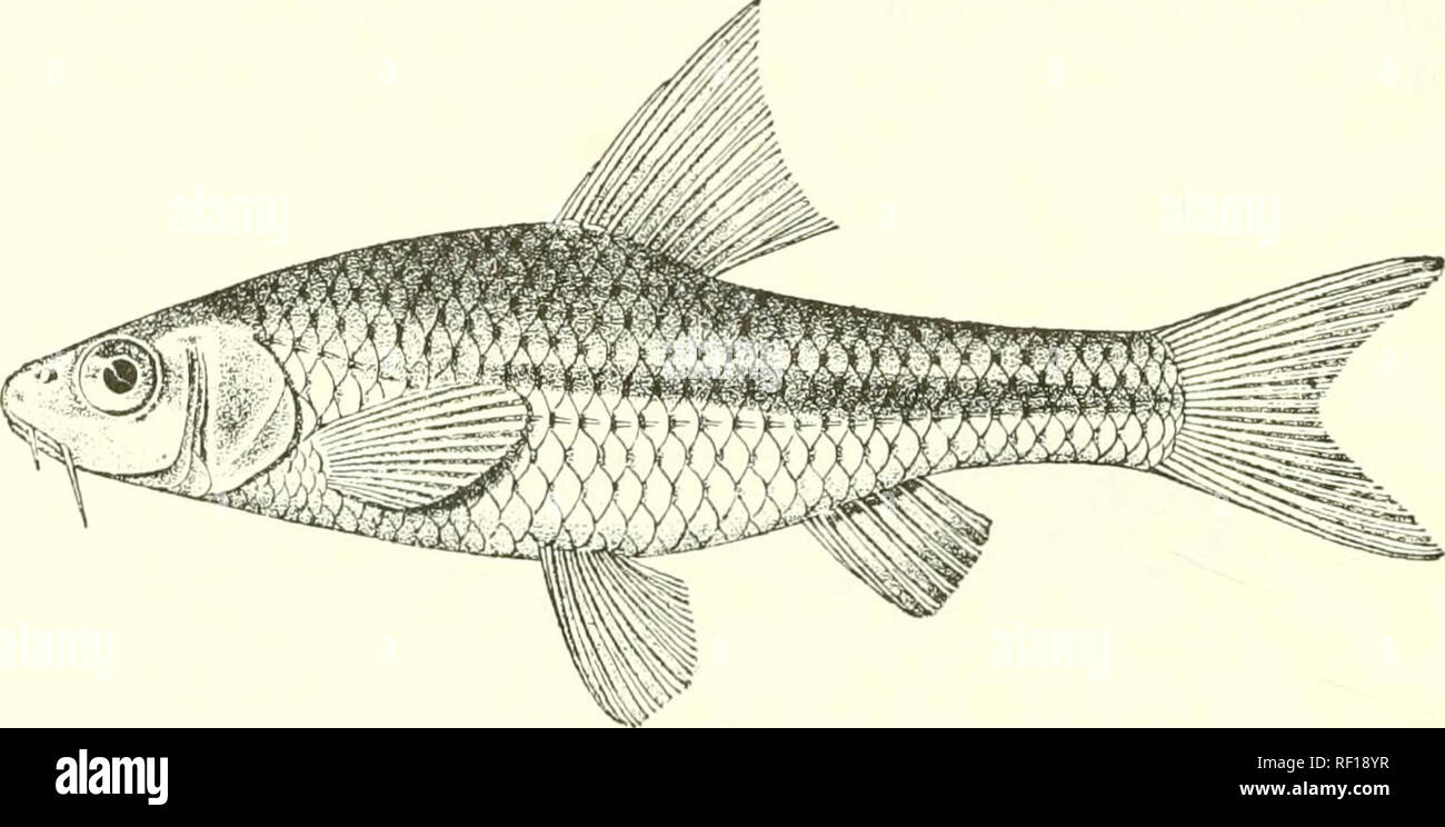 . Catalogue of the fresh-water fishes of Africa in the British Museum (Natural History). Fishes; Freshwater animals. 158 CYPETNID^. round caudal peduncle. Yellowish, back darker; a blackish spot near the tip of the dorsal. Total length GO millim. Algerian Sahara.—Types in Paris Museum. 1. One of the types. Pool of Ifedil. Capt. Cortier (0.) ; Paris Museum (E.). 153. BARBUS UNIT^NIATUS. Punthis vittatus (non Day), Steind. Verh. zool.-bot. Ges. Wien, xvi. 18GG, p. 7(j7, pi. xvii. fi^'. 2. Barlms ntiitcematus, Giinth. Zool. Rec. 18G6, p. 151, and Cat. Fish. vii. p. 103 (18G8) ; M. Weber, Zool. Ja Stock Photo