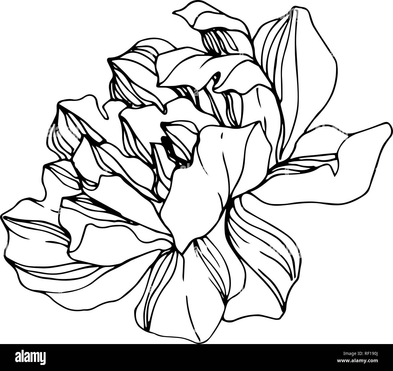 Vector Peony floral botanical flower. Wild spring leaf wildflower isolated. Black and white engraved ink art. Isolated peony illustration element. Stock Vector
