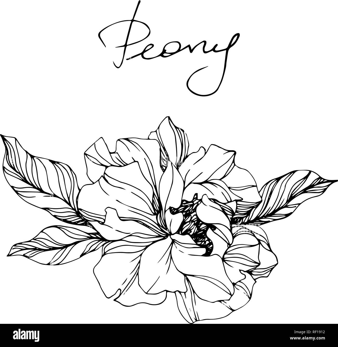 Vector Peony floral botanical flower. Wild spring leaf wildflower isolated. Black and white engraved ink art. Isolated peony illustration element. Stock Vector