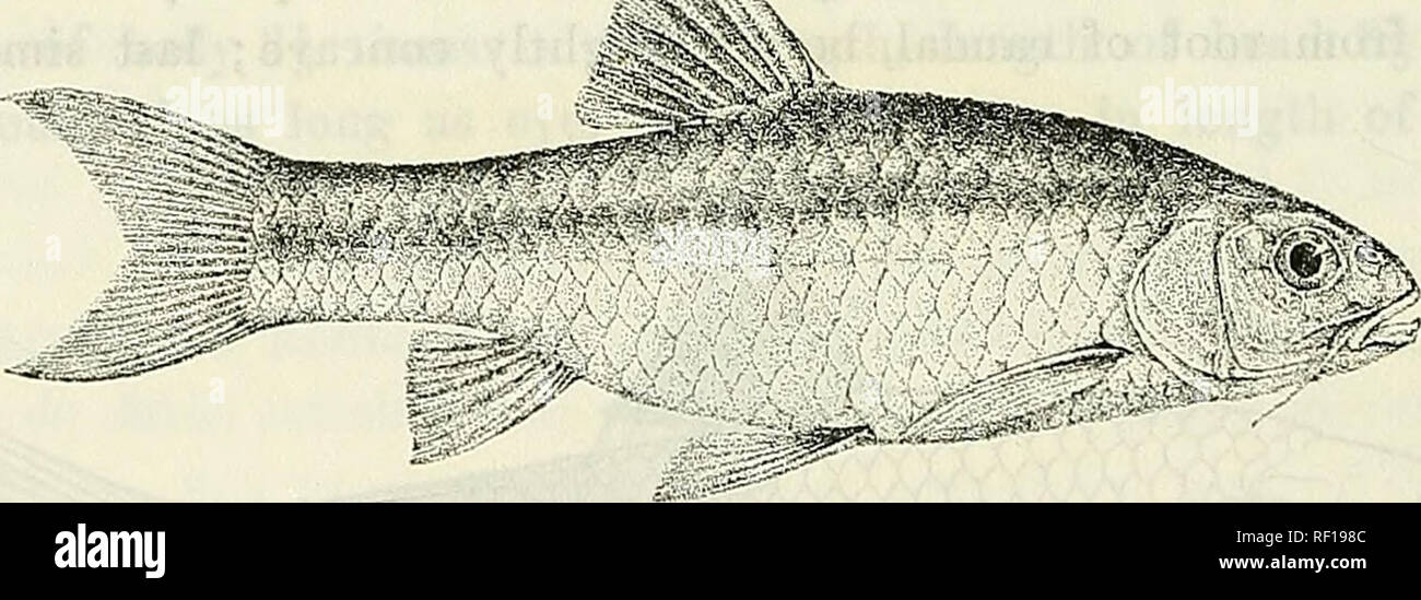 . Catalogue of the fresh-water fishes of Africa in the British Museum (Natural History). British Museum (Natural History); Fishes; Freshwater animals. 124 CYPRINID^E. Total length 380 millim. Cape Colony. 1. Type, stuffed. 2. Hgr. 3. Skel. 4. Hgr. 5-6. Hgr. &amp; yg. W. Coast of Cape Colony, Burs R., Paarl Division. Burg R. near Paarl. Burg R., Wellington. Sir A. Smith (P.). South African Museum (E.). Dr. J. D. F. Gilchrist (P.). Mr. Seimund (C.) ; Col. Sloggett (P.). 112. BARBUS SERRIFER. Bouleng. Ann. &amp; Mag. N. H. (7) vi. 1900, p. 479, Poiss. Bass. Congo, p. 225 (1901), and Tr. Zool. Soc Stock Photo